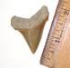 Chandler Bridge Angustidens Shark Tooth